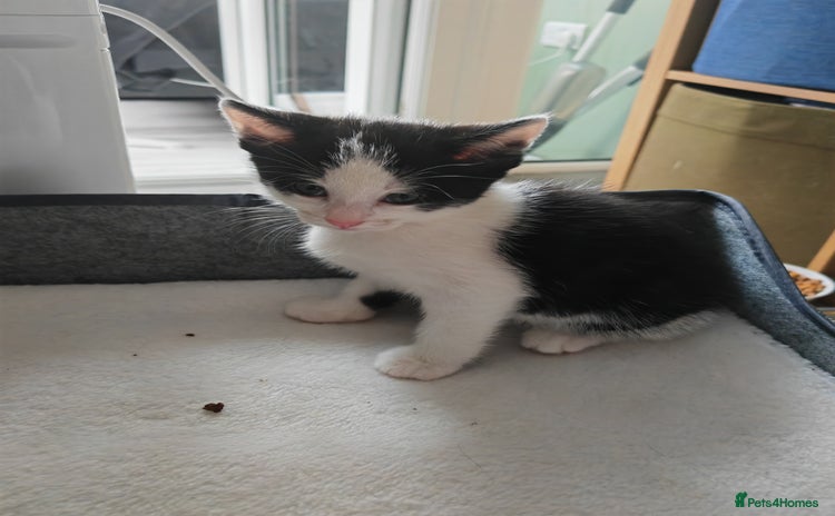 Mixed Breed cats - Advert 12