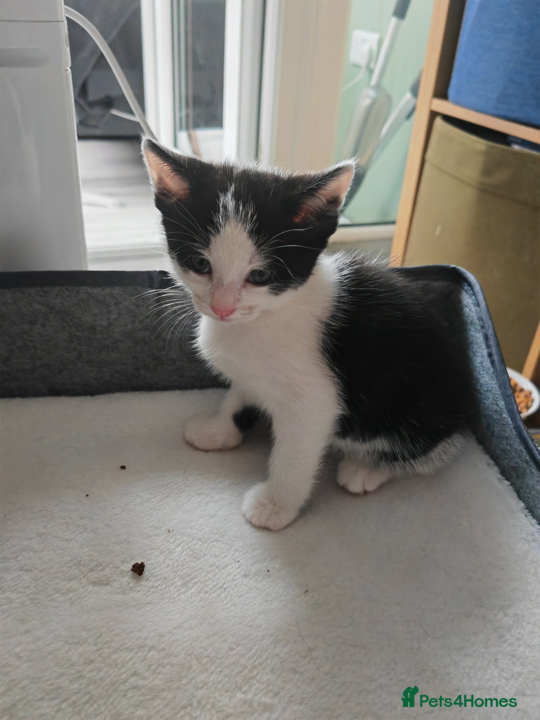 Mixed Breed cats for sale: Black and white boy left - Image 1