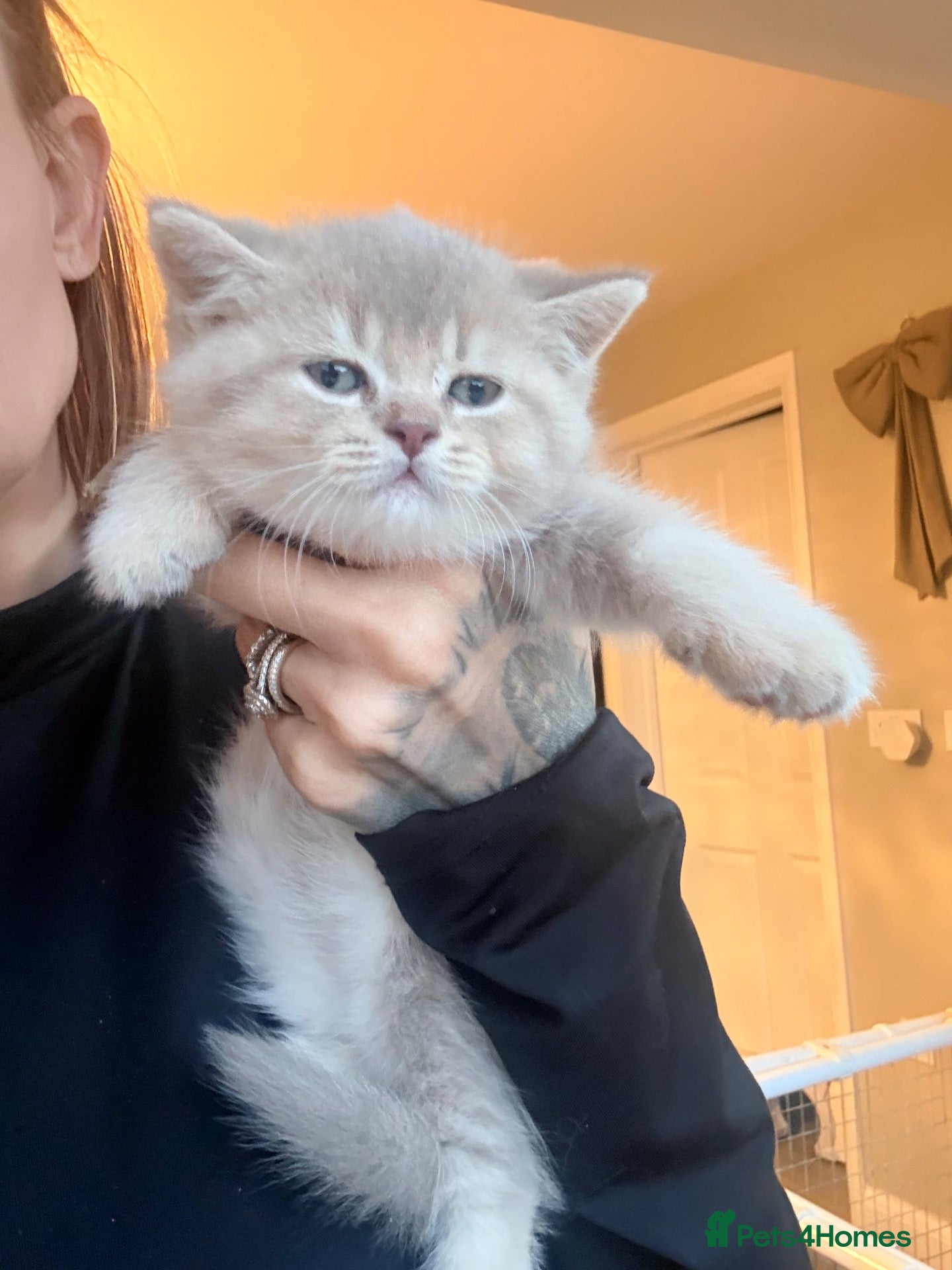 British Shorthair cats Lilac golden boy - Advert 10