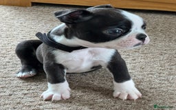Boston Terrier dogs for sale: Gorgeous KC Boston Terrier Pups for Loving Homes - Image 2