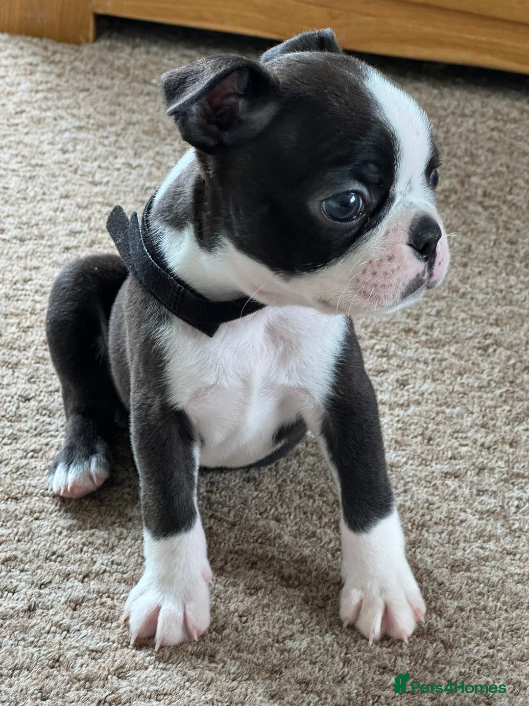 Boston Terrier dogs for sale: Gorgeous KC Boston Terrier Pups for Loving Homes - Image 2