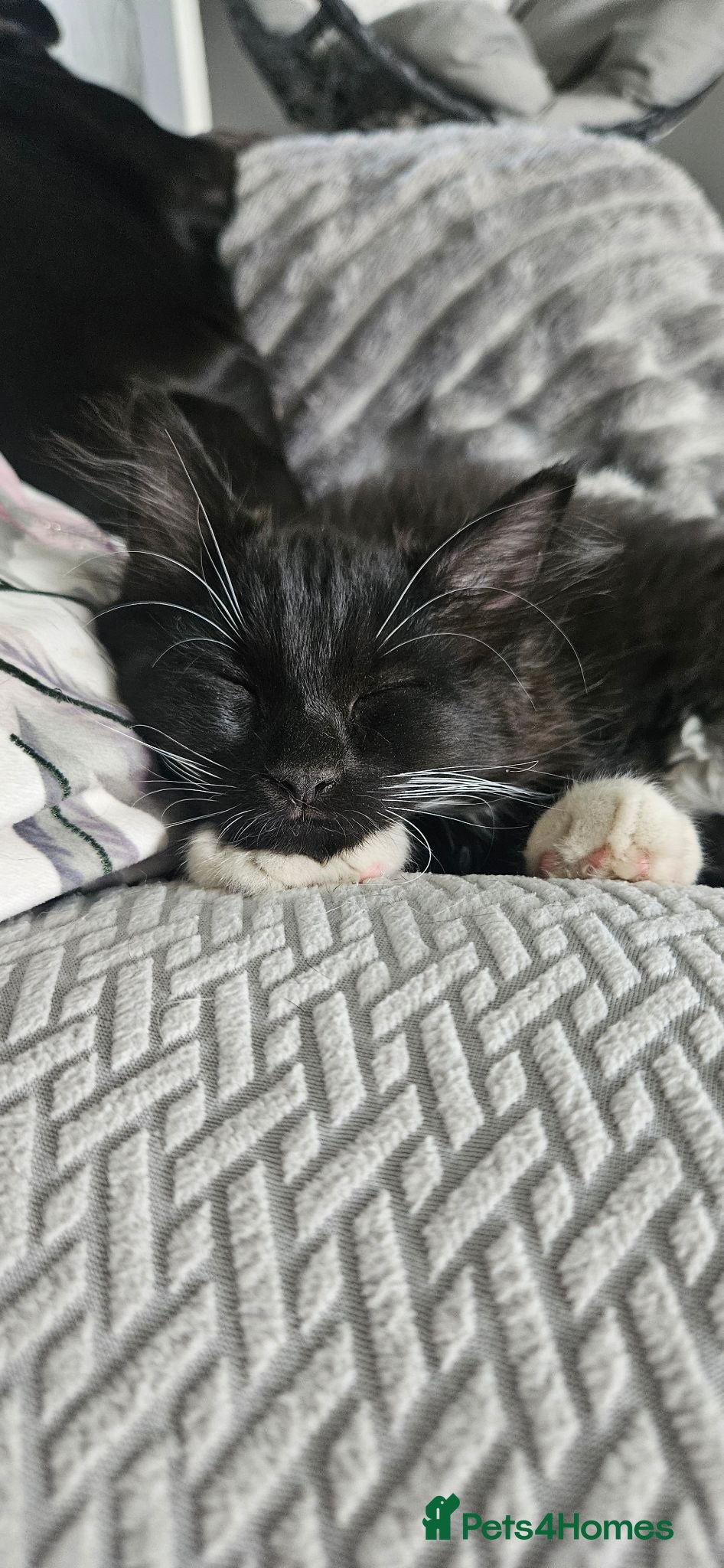 Maine Coon cats Stunning xl TICA Registered Maine coon Kittens  - Advert 2