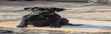 Lime collar 