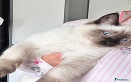 Ragdoll cats for sale: 3month chocolate point ragdoll - Image 2