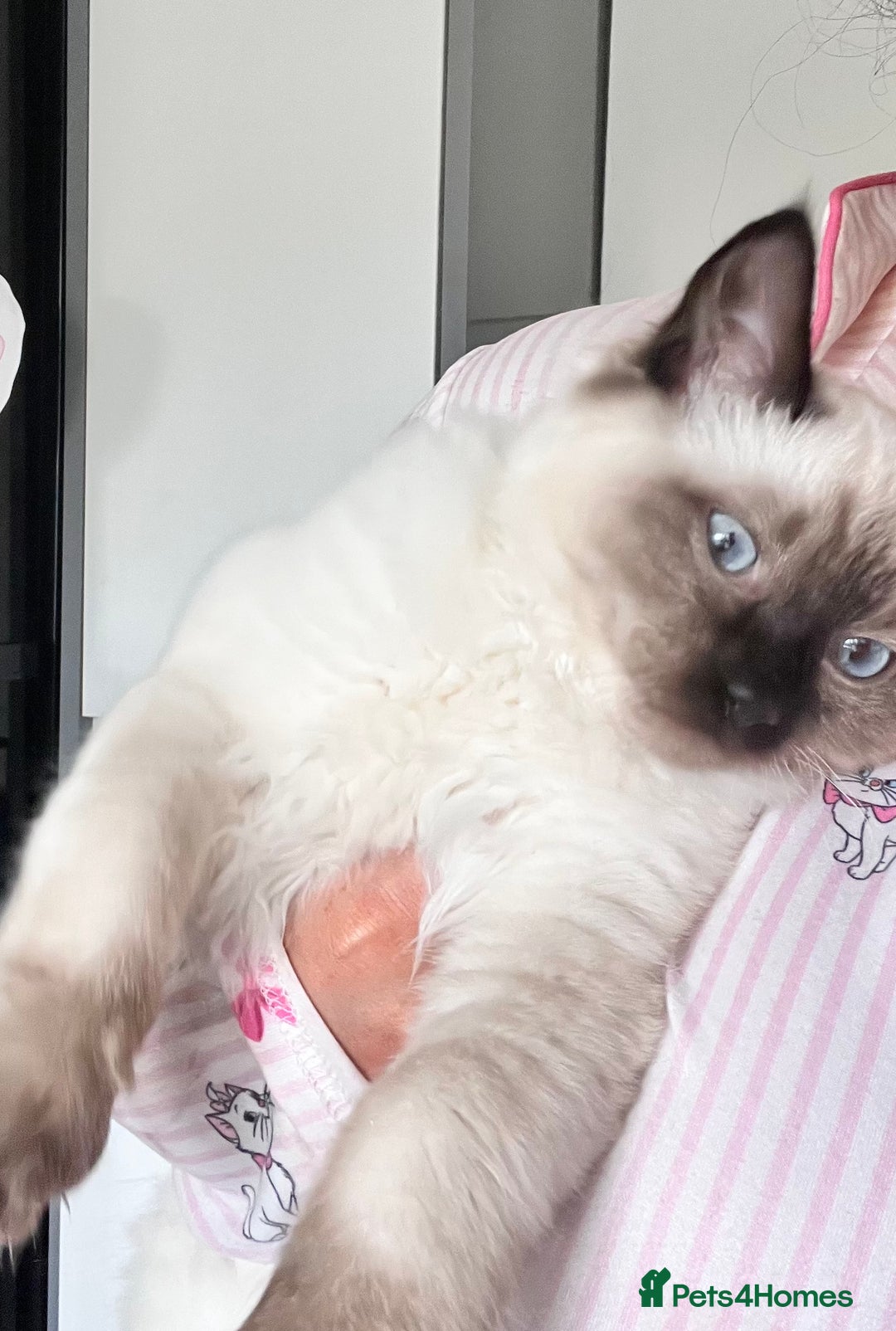 Ragdoll cats for sale: 3month chocolate point ragdoll - Image 2