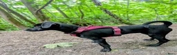Mexican Hairless dogs for sale: KC registered Miniature mexican hairless (Xolo) - Advert 5