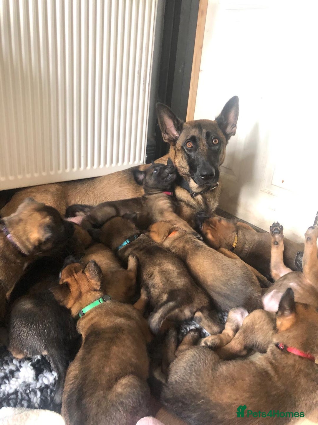 Belgian Shepherd Dog dogs for sale: Belgian Malinois puppies KC registered in Hartlepool - Image 3