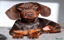 Miniature Dachshund dogs for sale: KC Registered Miniature Dachshund Pups - Image 5