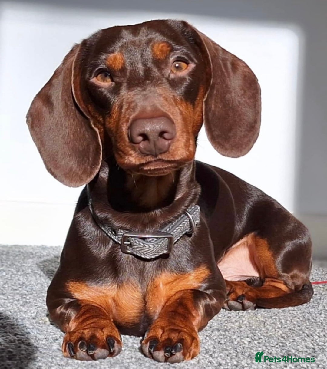 Miniature Dachshund dogs for sale: KC Registered Miniature Dachshund Pups - Image 5