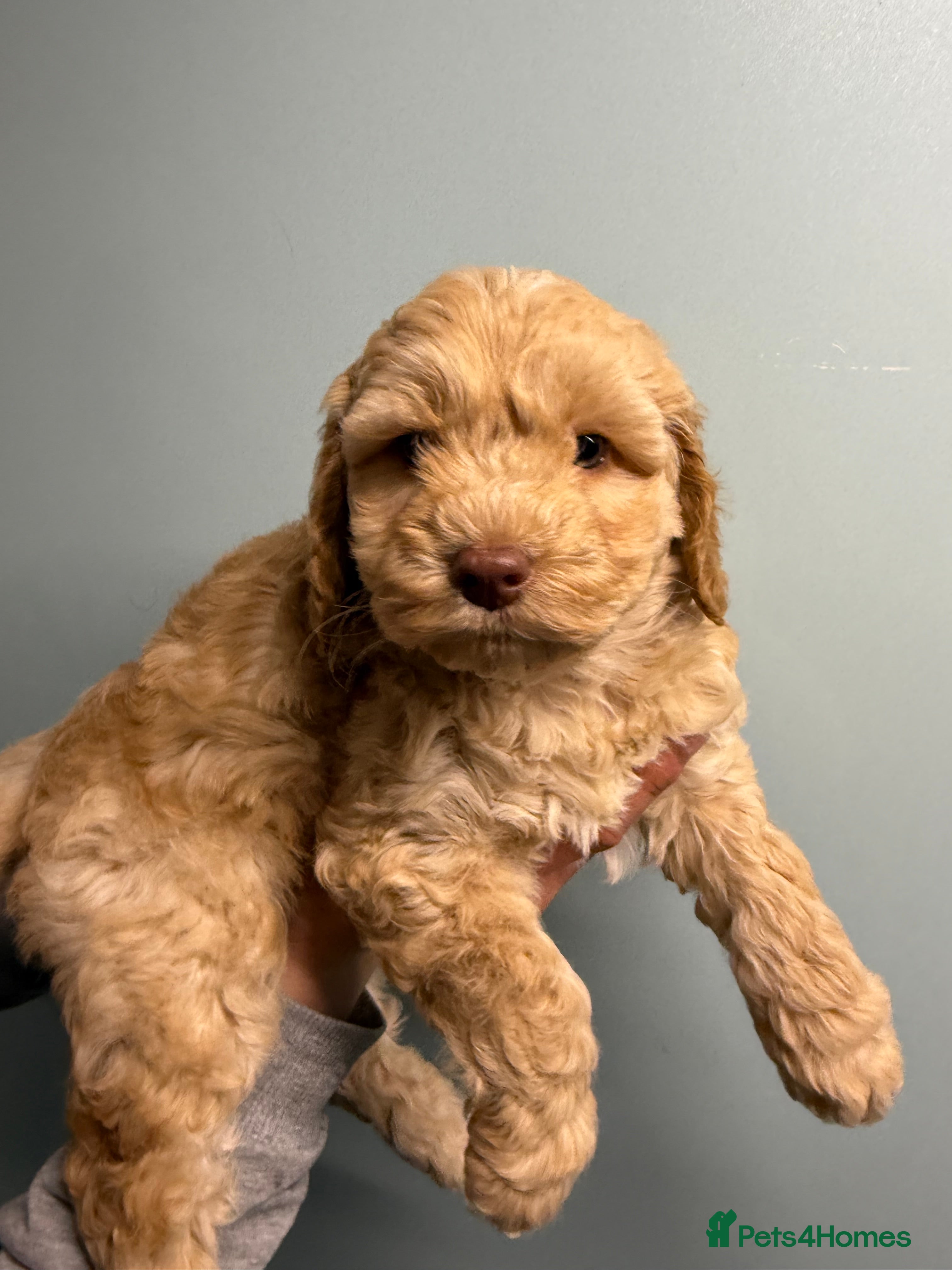 Cockapoo dogs F1 Golden Male Cockapoo - Advert 1