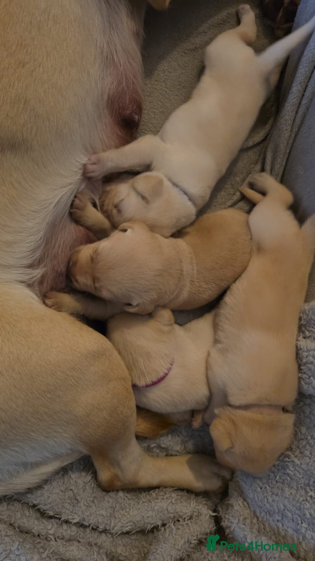 Labrador Retriever dogs for sale: KC registered Labrador puppies needing new homes - Advert 3