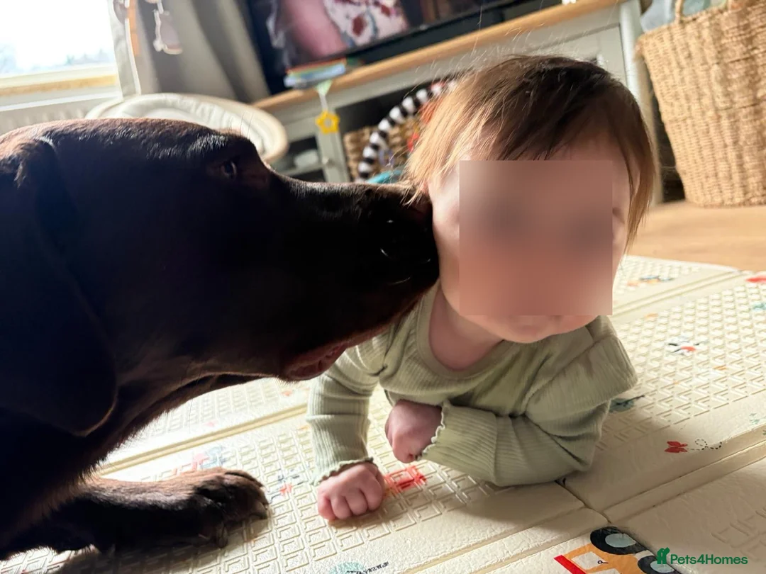 Labrador Retriever dogs for stud: Chocolate KC Reg Labrador Stud in Telford - Advert 8