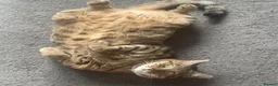 Mixed Breed cats for sale: Beautiful Bengal Tabby Mix  in Bolton - Advert 2