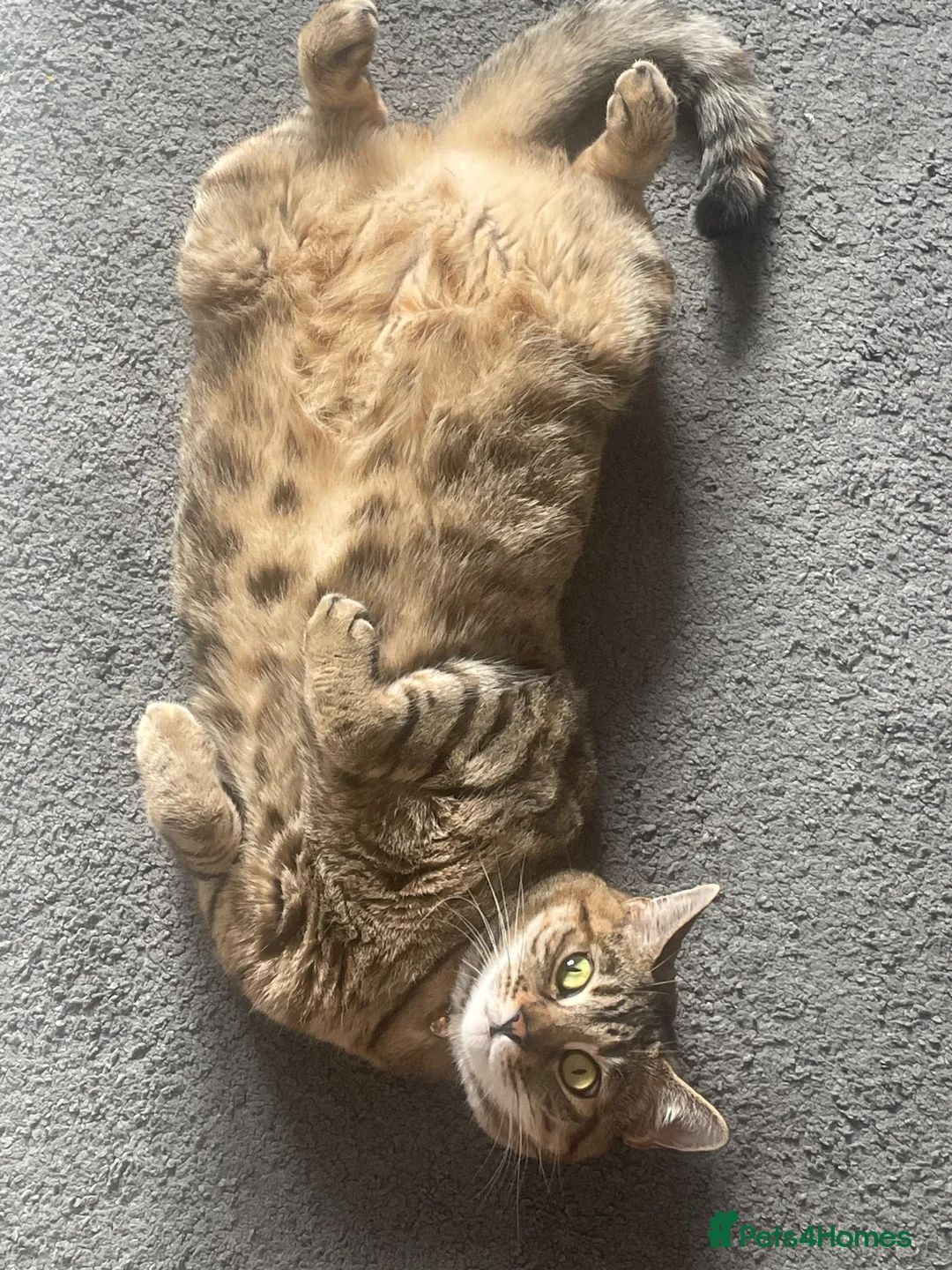 Mixed Breed cats for sale: Beautiful Bengal Tabby Mix  in Bolton - Advert 2
