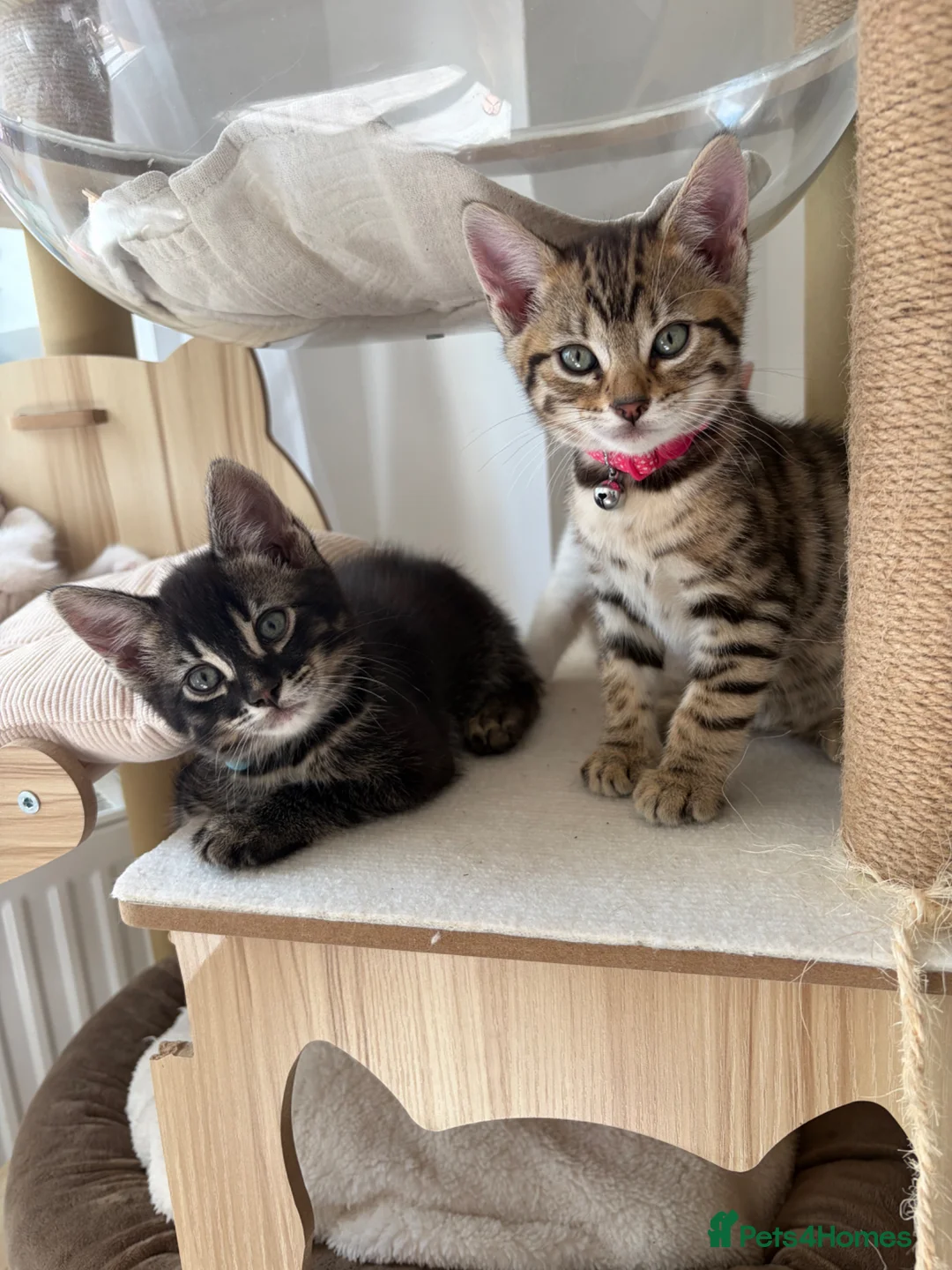 Bengal cats for sale: Pure Bengal Kittens-Rare Black Melanistic+Spotted in Beckenham - Advert 2