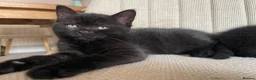 Mixed Breed cats for sale: RESERVED  - Advert 4