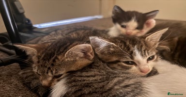 Mixed Breed cats - Advert 2