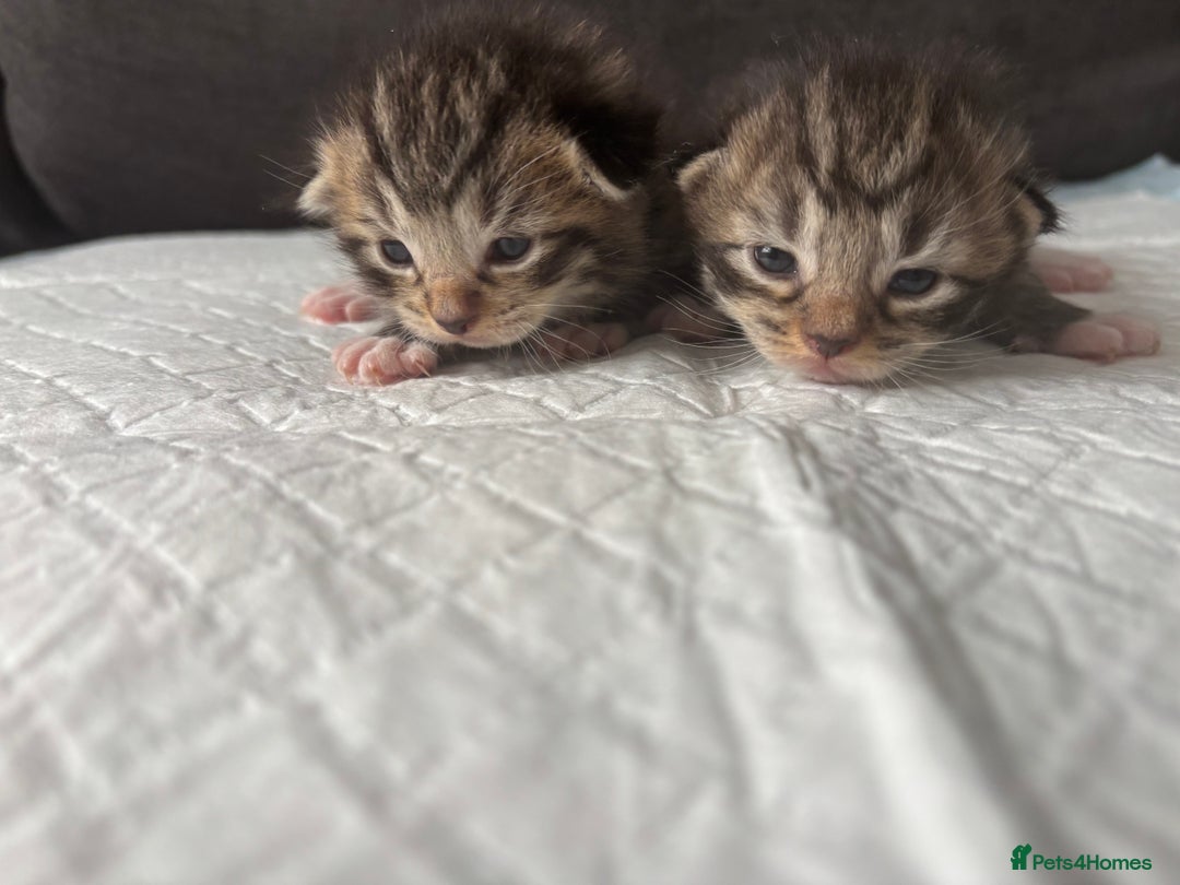 Ragcoon cats for sale: Ragcoon kittens Ready Now!  - Image 11