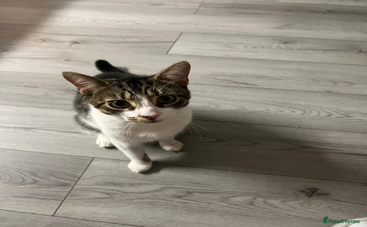 American Shorthair cats - Advert 1