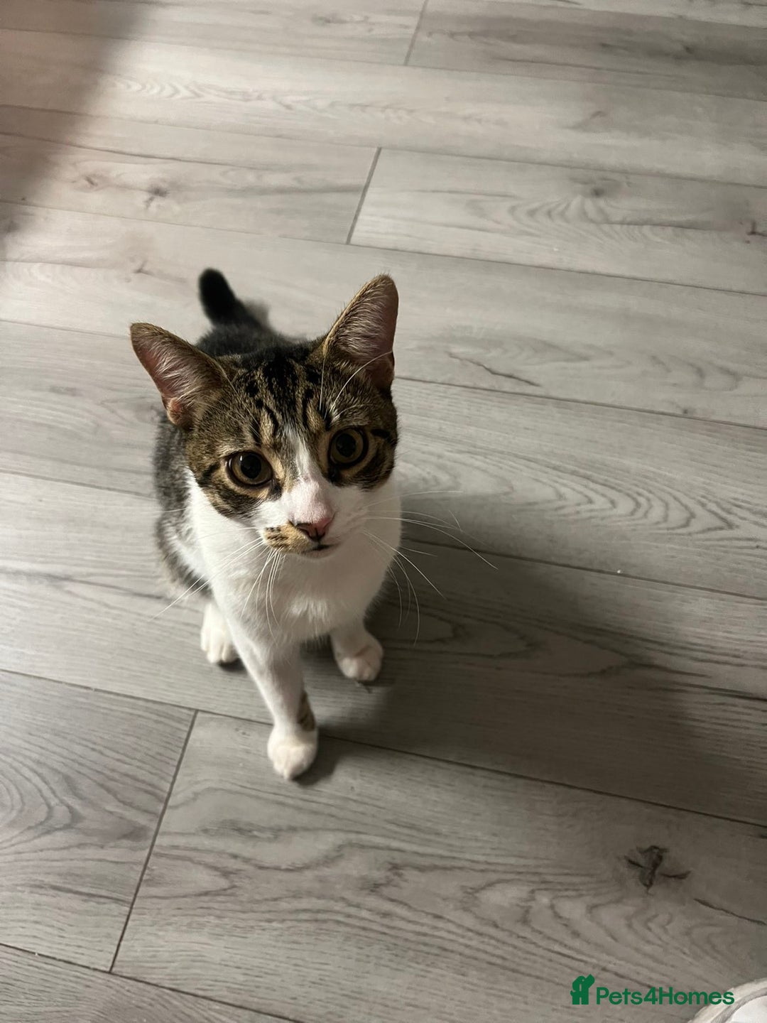 American Shorthair cats for sale: 2 Male cats Free to a good home  - Image 1