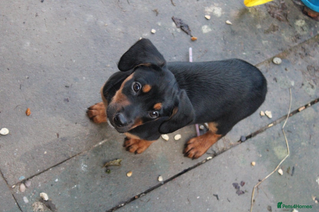 Mixed Breed dogs for sale: Cocker x Kelpie Puppies - Advert 8