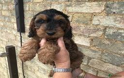 Cockapoo dogs for sale: COCKERPOOS HEALTH TESTED PARENTS - Image 5