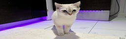 British Shorthair cats for sale: British Blue Kittens - Advert 5