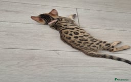 Bengal cats for sale:  🐾Four Beautiful Bengal Kittens🐾 - Image 25