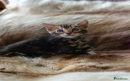 Bengal cats for sale: Stunning Bengal kittens  - Image 3