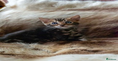 Bengal cats - Advert 3