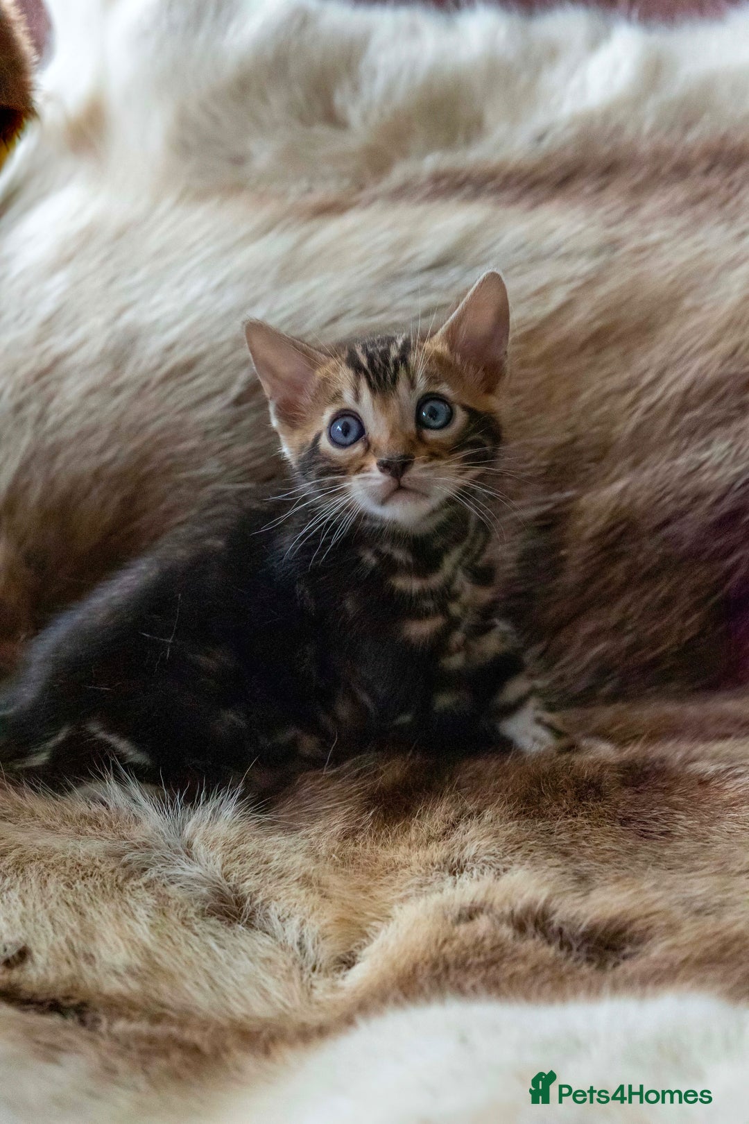 Bengal cats for sale: Stunning Bengal kittens  - Image 3