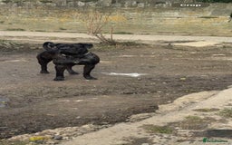 Cane Corso dogs for stud: For stud - Image 3