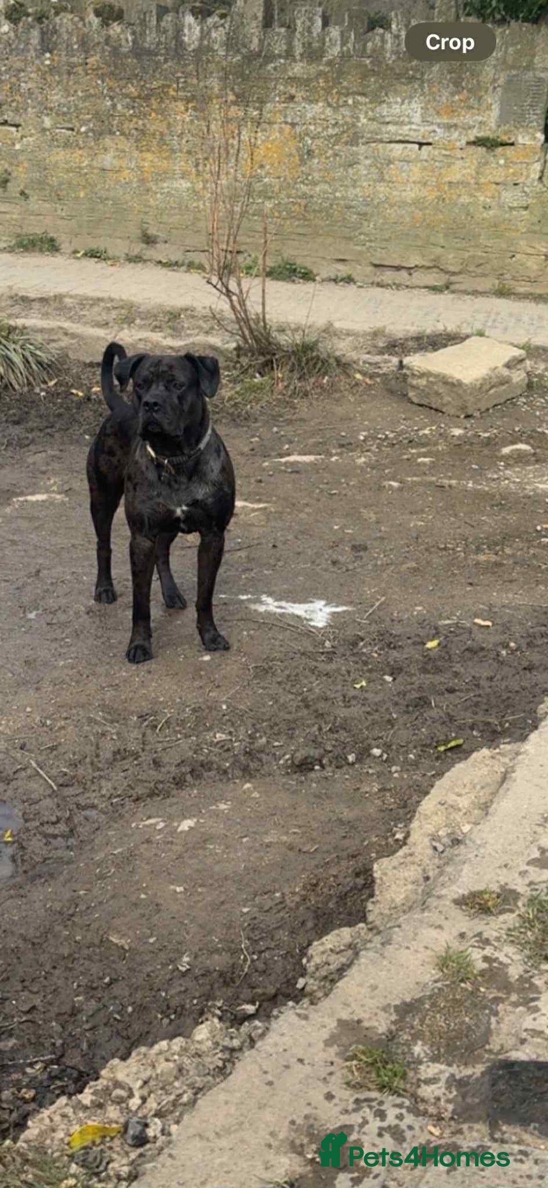 Cane Corso dogs for stud: For stud - Image 3