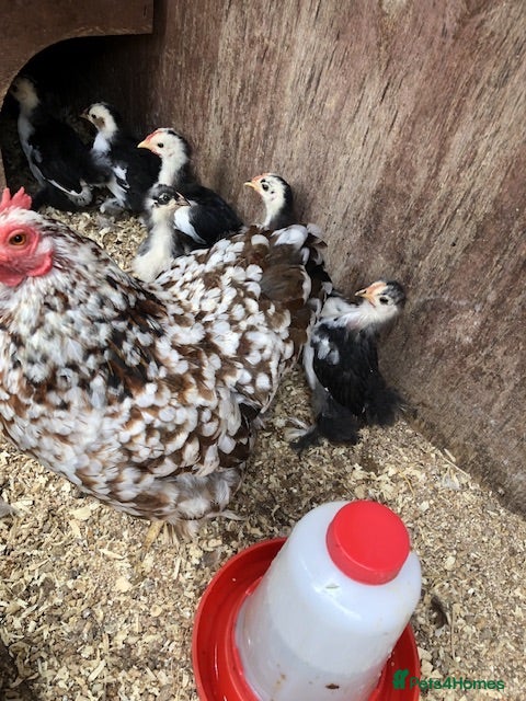 Mixed Breed birds Pekin chicks - Advert 8