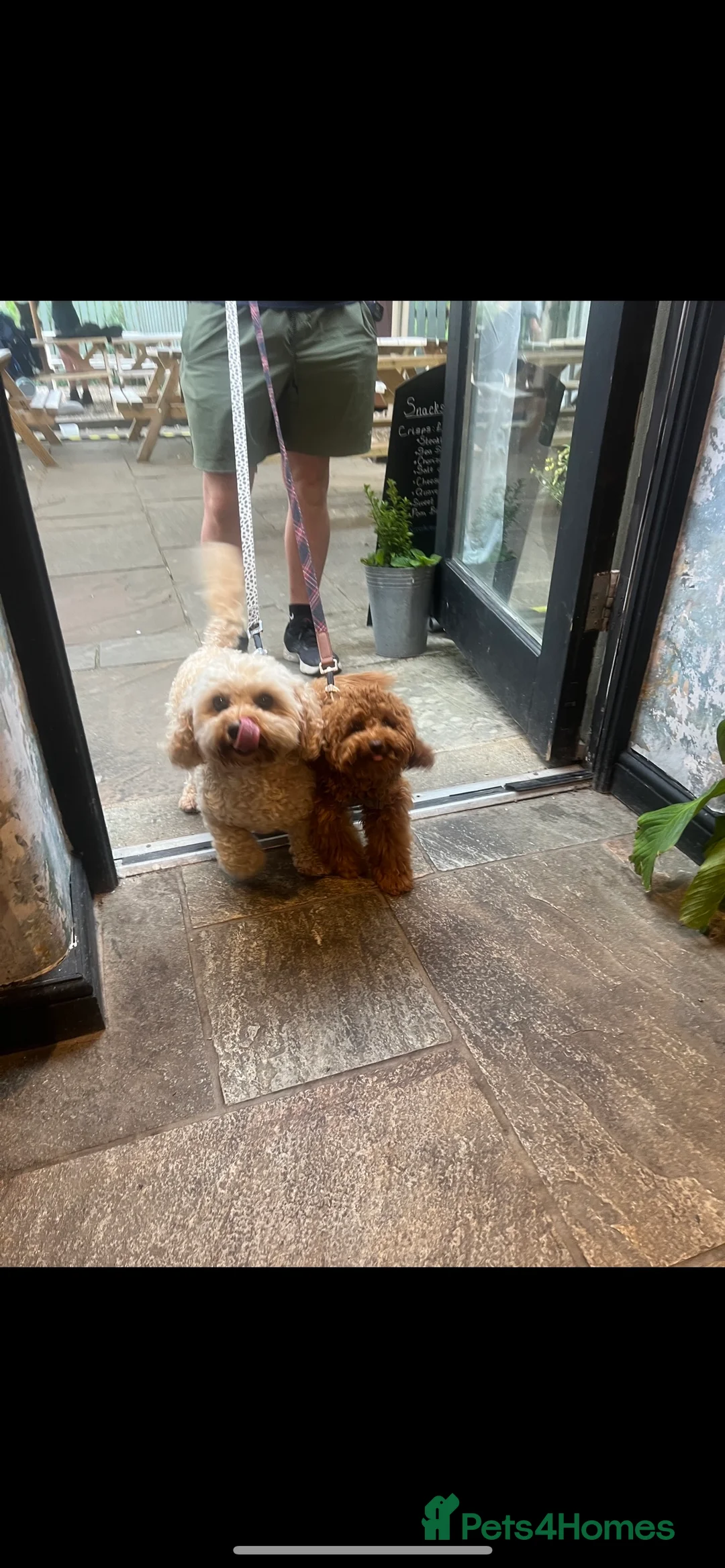 Toy Poodle dogs for stud: Toy poodle for stud  in Burnley - Advert 3