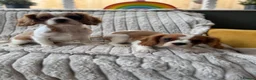 Cavalier King Charles Spaniel dogs for sale: 2 Blenheim cavalier King Charles spaniel boys  - Advert 28