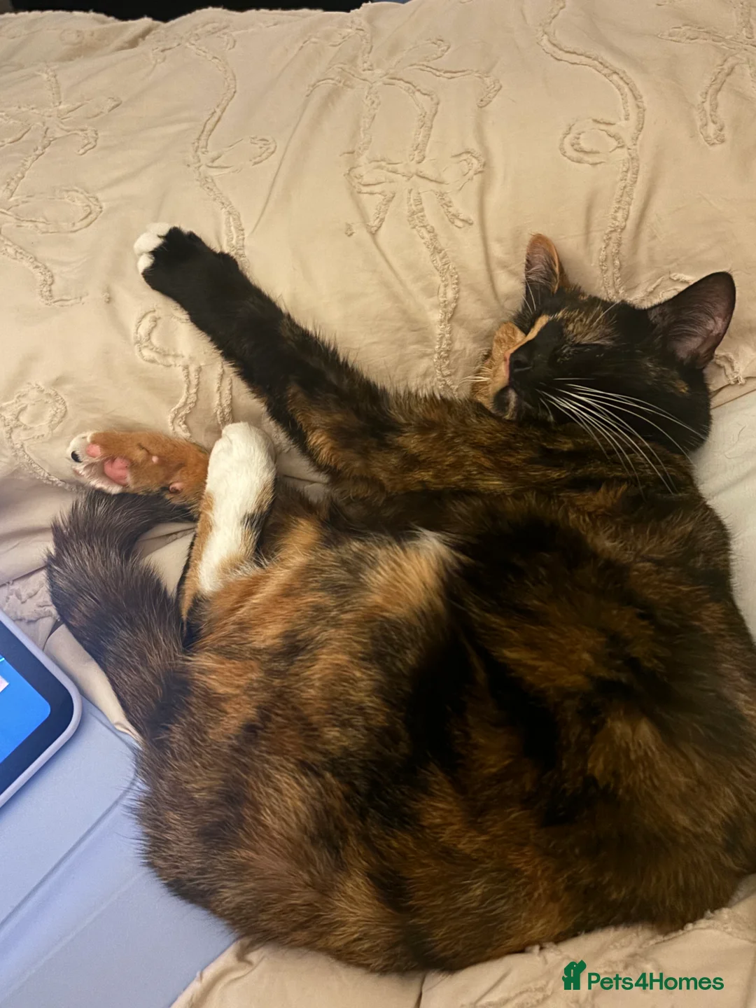 Mixed Breed cats for sale: Tortoise Shell Female 2 years old  - Advert 2