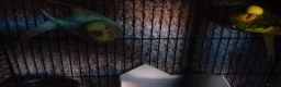 Budgerigars birds for sale: 2 budgies and small cage - Advert 3