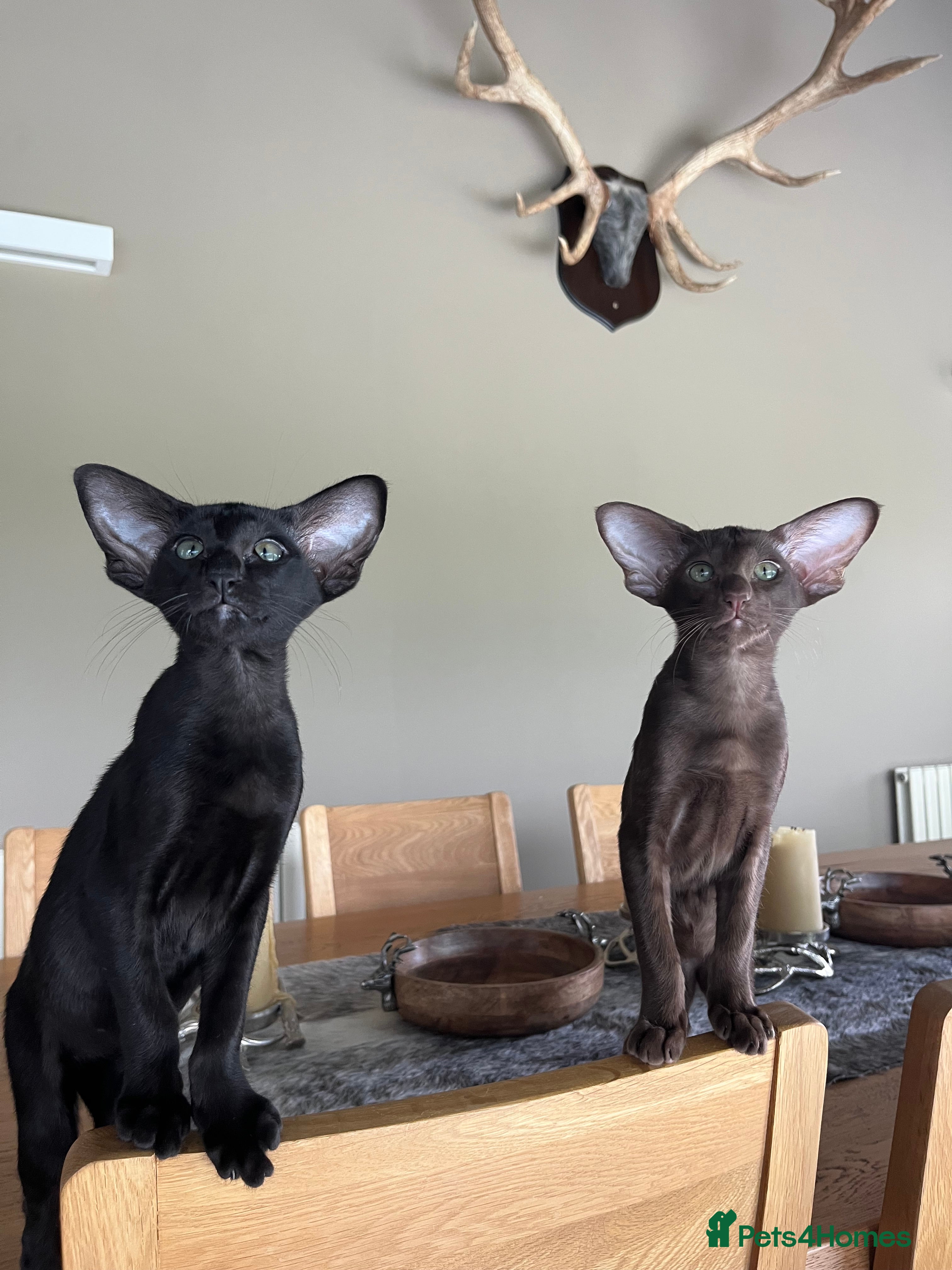 Oriental cats Exclusive Pedigree Modern Shape Orientals GCCF - Advert 2