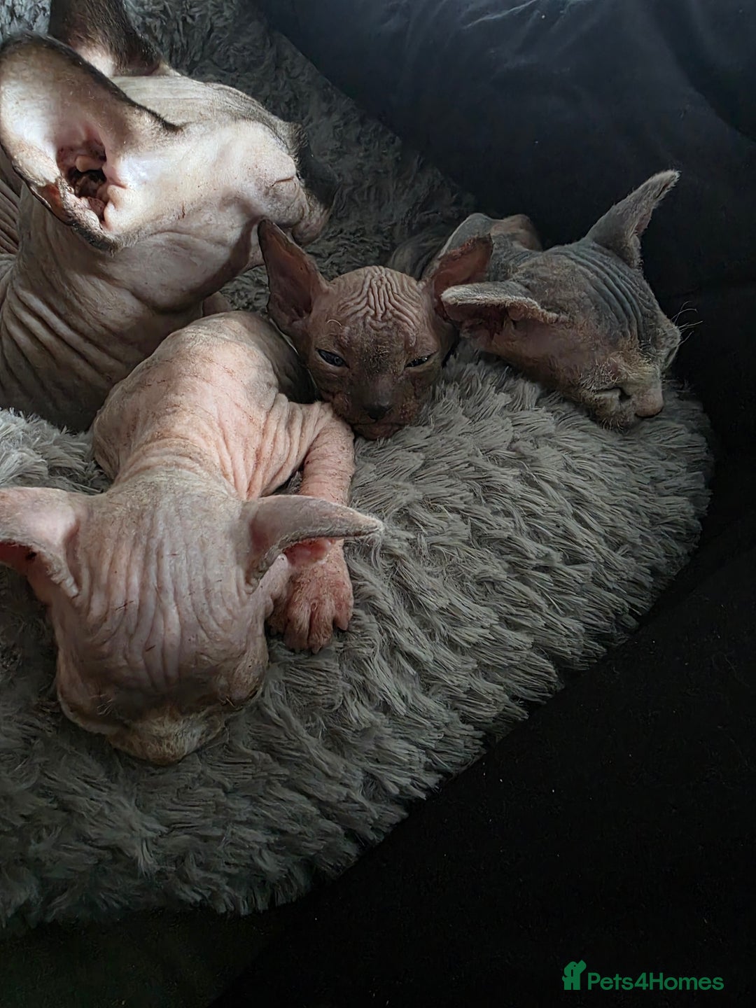 Sphynx cats for sale: 3 beautiful sphynx kittens  - Image 6