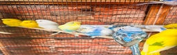 Budgerigars birds for sale: Stunning budgies for sale  - Advert 3