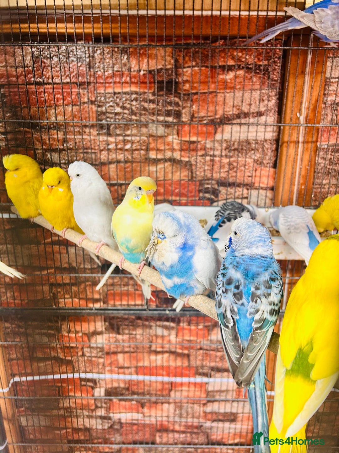 Budgerigars birds for sale: Stunning budgies for sale  - Advert 3