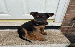 Mixed Breed dogs for sale: Chineese red dog x chinese red dog x Dutch herder  - Image 3