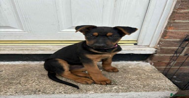 Mixed Breed dogs - Advert 2