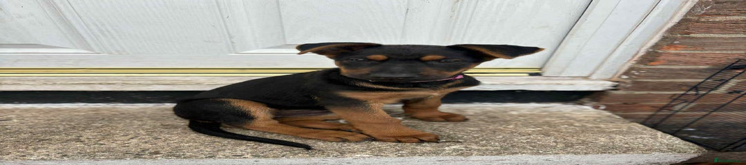 Mixed Breed Puppy 10