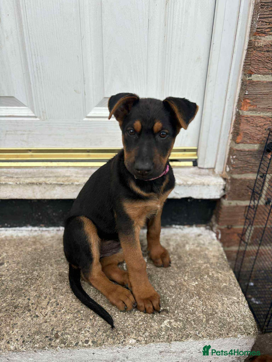 Mixed Breed dogs for sale: Chineese red dog x chinese red dog x Dutch herder  - Image 3