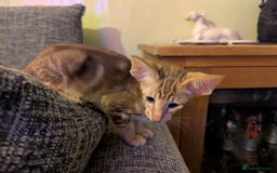 Oriental cats for sale: Stunning oriental girls seeking new slaves - Image 5