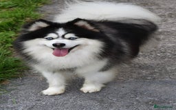 Pomsky dogs for stud: American Import blue eyed F3 Pomsky Bb/Dd in Ammanford - Image 6