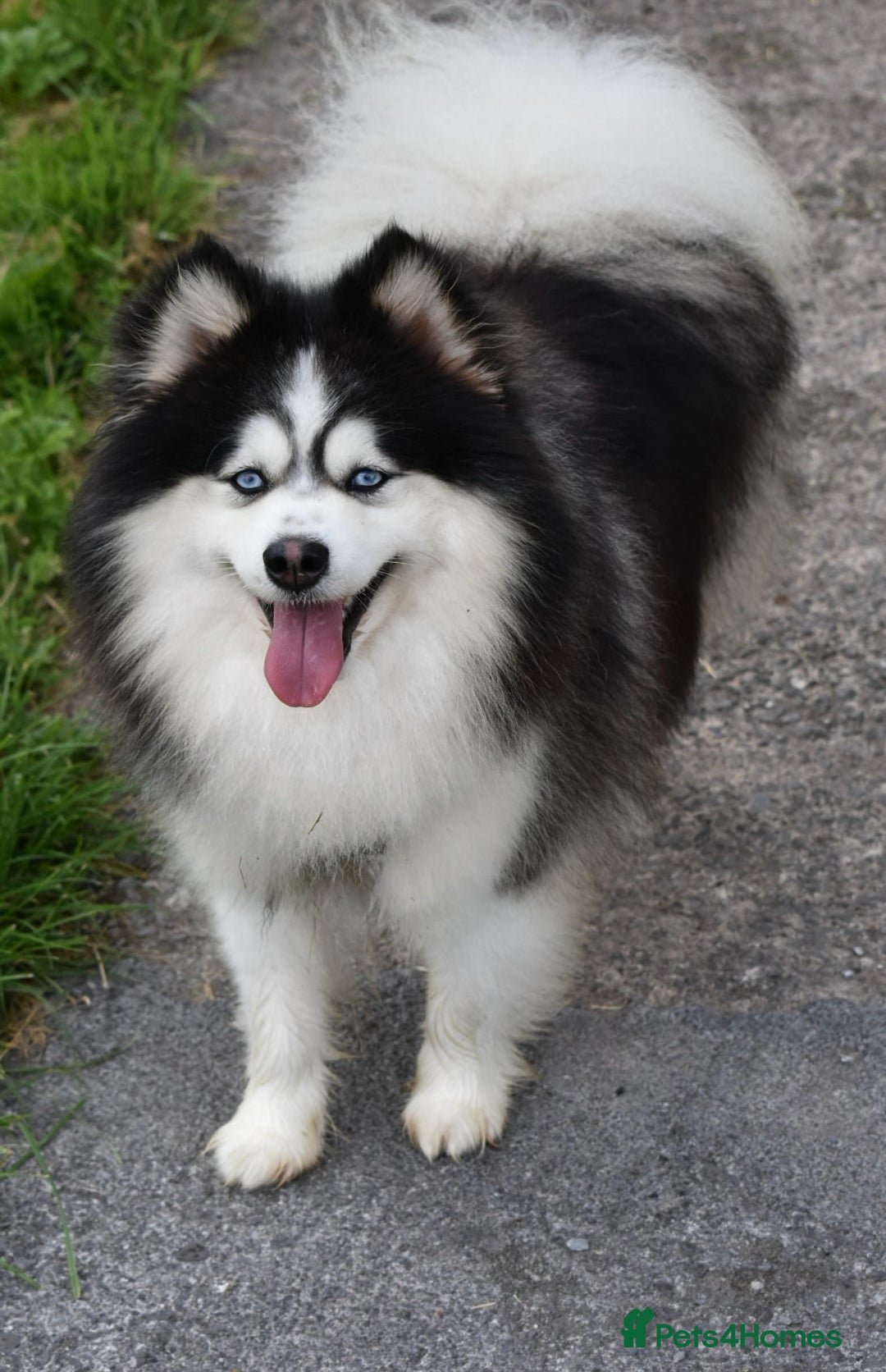 Pomsky dogs for stud: American Import blue eyed F3 Pomsky Bb/Dd in Ammanford - Image 6