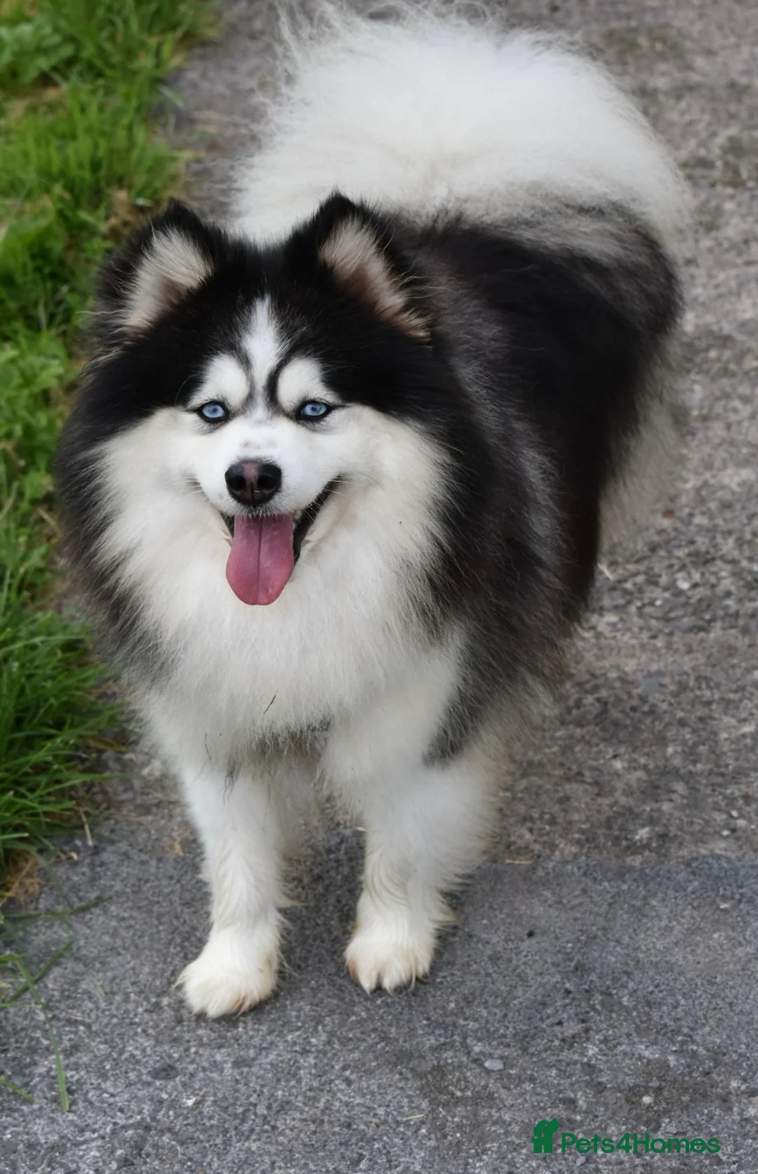 Pomsky dogs for stud: American Import blue eyed F3 Pomsky Bb/Dd in Ammanford - Advert 6